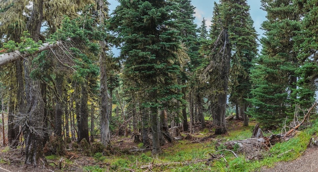 Parque Nacional Hurricane Ridge Olympic WA