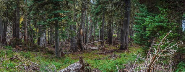 Parque Nacional Hurricane Ridge Olympic WA