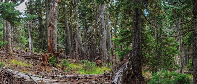 Parque Nacional Hurricane Ridge Olympic WA