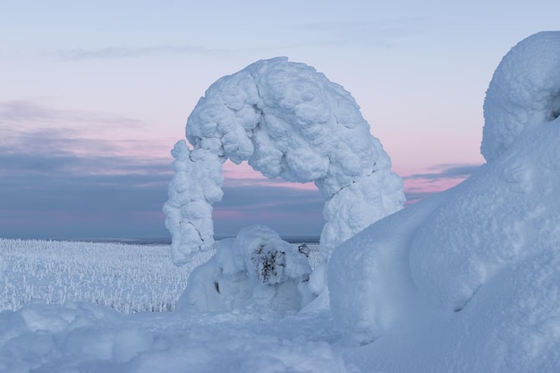 parque nacional de invierno en Laponia, mucha nieve y muchos árboles cubiertos de nieve, puesta de sol rosa Finlandia