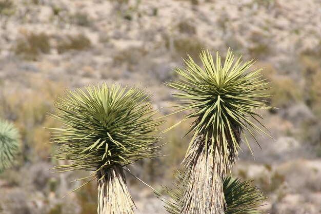 Parque Nacional Joshua Tree California