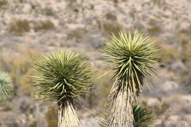 Foto parque nacional joshua tree california