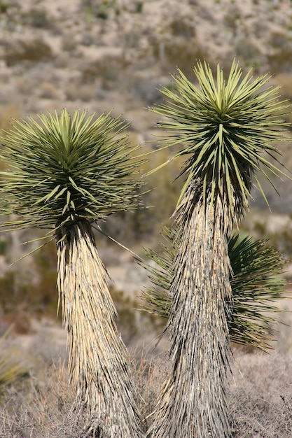 Parque Nacional Joshua Tree California