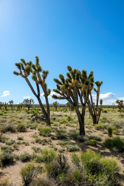 Parque Nacional Joshua Tree Parque nacional del desierto americano en el sureste de California