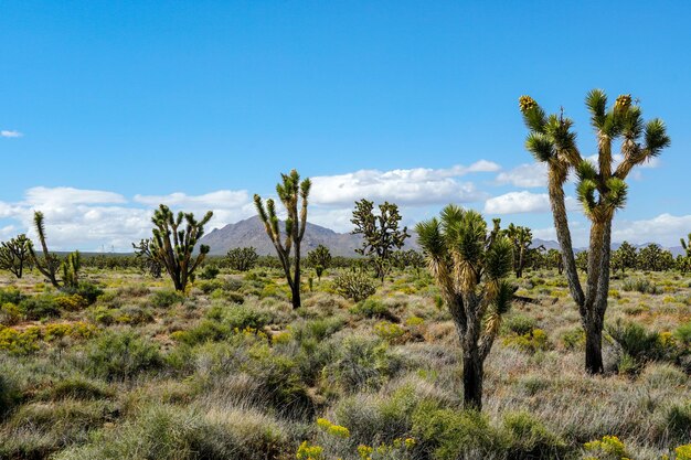 Parque Nacional Joshua Tree Parque nacional del desierto americano en el sureste de California