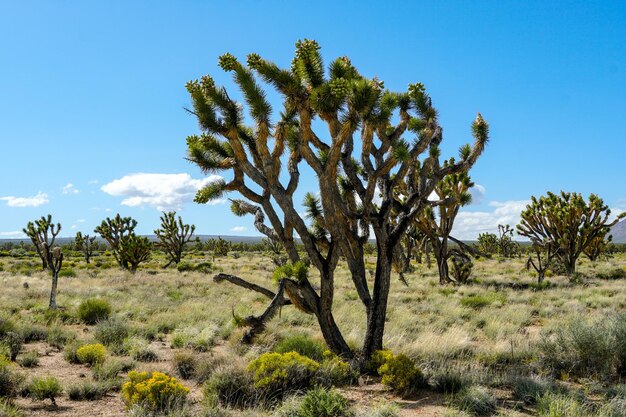 Parque Nacional Joshua Tree Parque nacional del desierto americano en el sureste de California