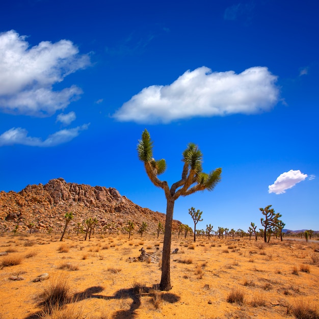 Foto parque nacional joshua tree yucca valley mohave desierto de california