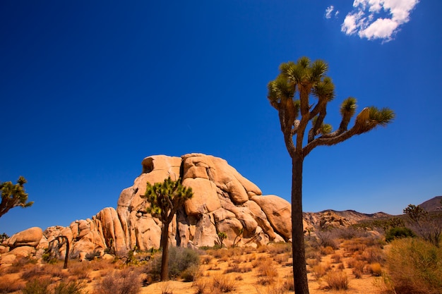 Parque Nacional Joshua Tree Yucca Valley Mohave desierto de California