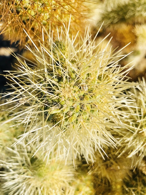 Parque Nacional Joshua Tree