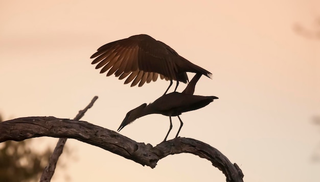 Parque Nacional Kruger, África do Sul