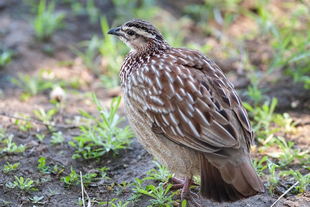 Parque Nacional Kruger, África do Sul