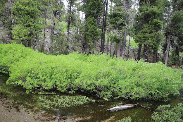 Parque nacional lassen califórnia