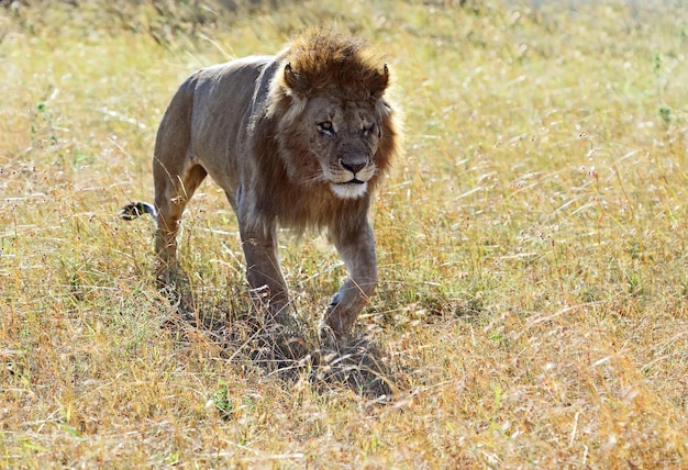 Parque Nacional de los leones Masai Mara en Kenia