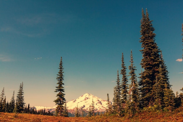 Parque Nacional Monte Rainier, Washington