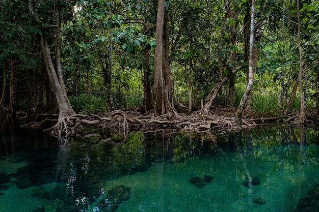 Parque Nacional na província de Krabi Tailândia com florestas de mangue