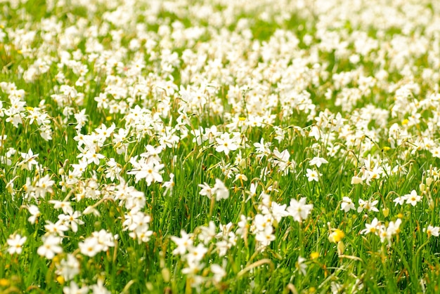 Parque nacional de narcisos salvajes