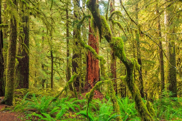 Parque nacional olímpico dos eua de sol duc rainforest ferns