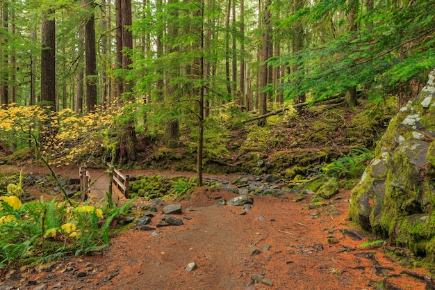 Parque nacional olímpico dos eua de sol duc rainforest ferns