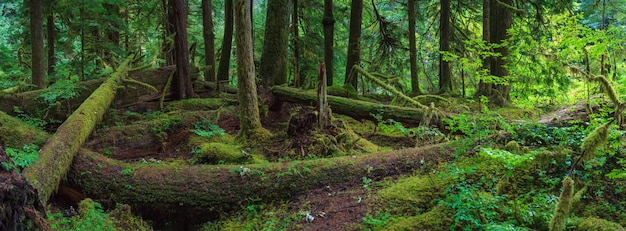 Parque Nacional Olímpico Sol Duc EE. UU.