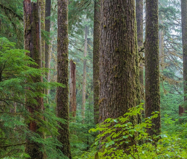 Parque Nacional Olímpico Sol Duc EE. UU.