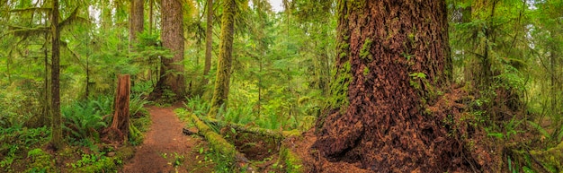 Parque Nacional Olímpico Sol Duc EE. UU.