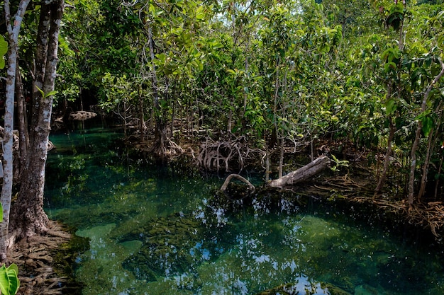 Parque Nacional en la provincia de Krabi Tailandia con bosques de manglares