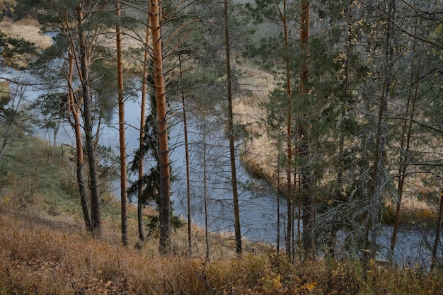 Parque nacional en la región de Tver Vista del hermoso río desde arriba Muchos abetos y hierba seca