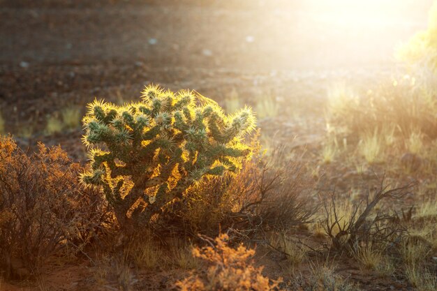 Parque Nacional Saguaro