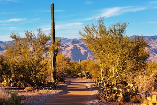 Parque Nacional Saguaro