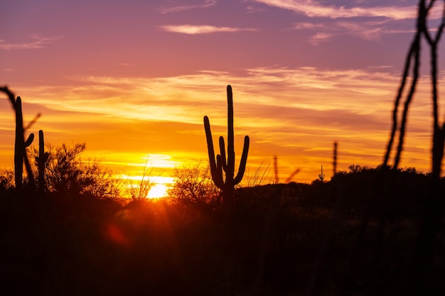 Foto parque nacional saguaro