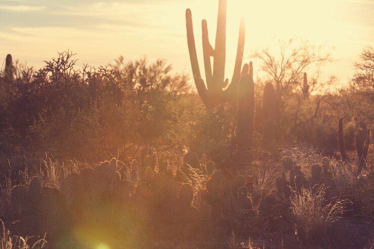 Parque Nacional Saguaro