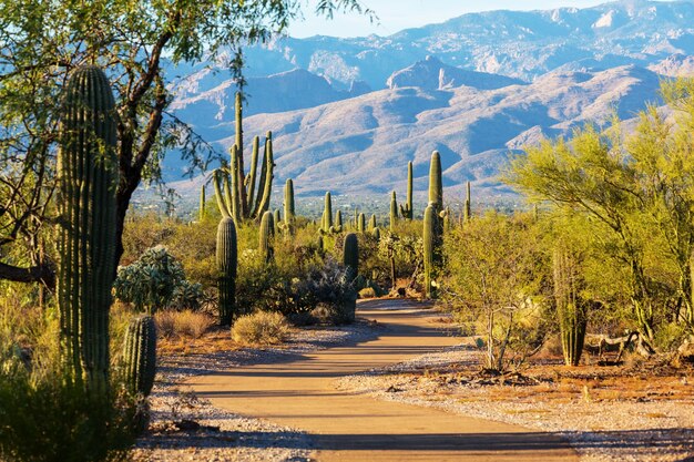 Parque Nacional Saguaro