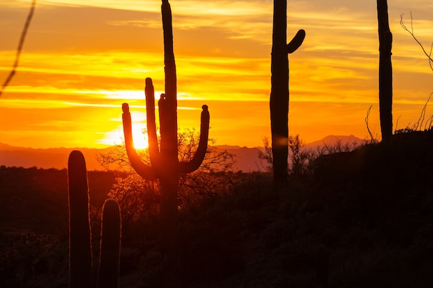 Parque Nacional Saguaro