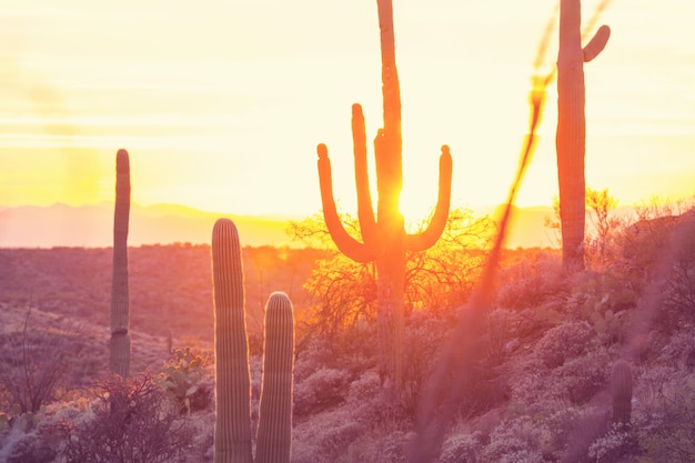 Parque Nacional Saguaro