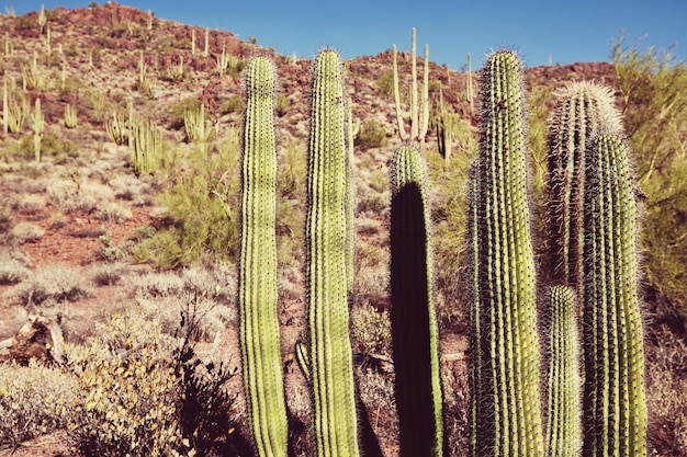 Parque Nacional Saguaro