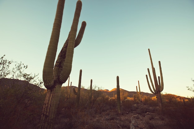 Parque Nacional Saguaro