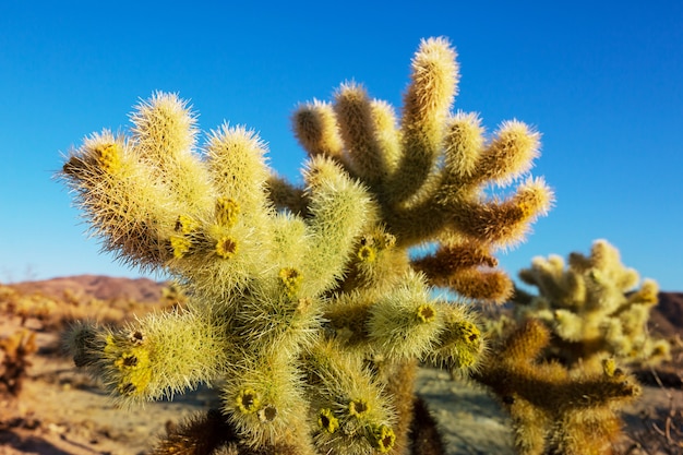 Parque Nacional Saguaro