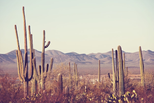 Parque Nacional Saguaro