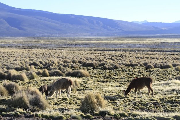 Parque Nacional Sajama Bolivia