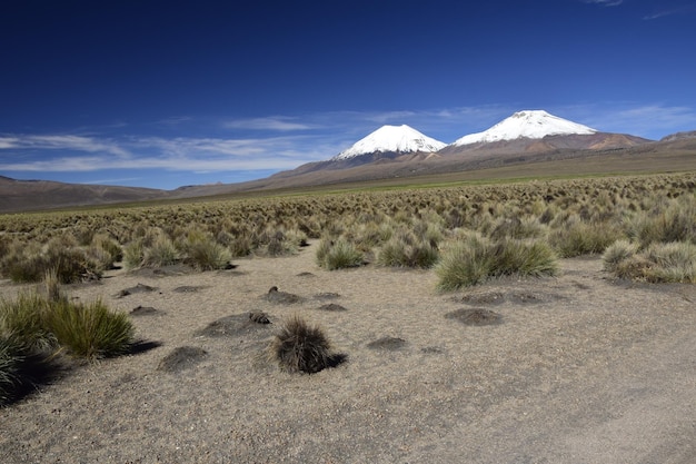 Parque Nacional Sajama rodeado de montañas nevadas con nubes negras rodeadas de vegetación seca Bolivia