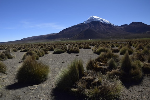 Parque Nacional Sajama rodeado de montañas nevadas con nubes negras rodeadas de vegetación seca Bolivia