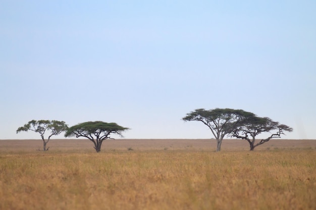 Parque Nacional del Serengeti paisaje Tanzania África