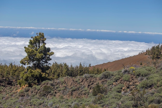 Parque Nacional del Teide