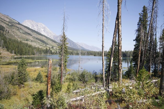 Parque Nacional de Yellowstone en Wyoming EE.UU.