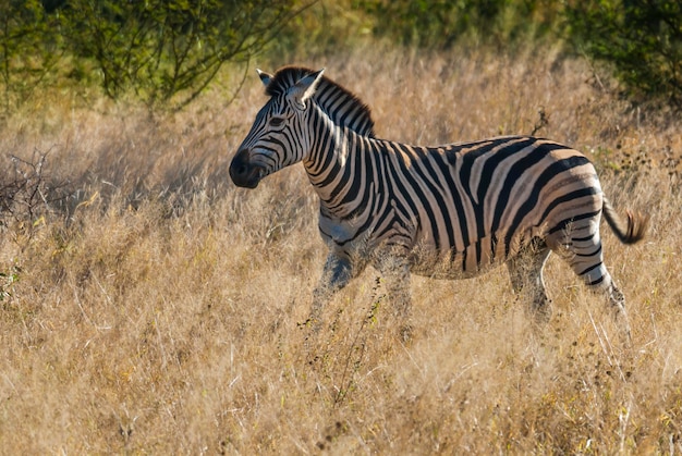 Parque Nacional Zebra Kruger Comum África do Sul