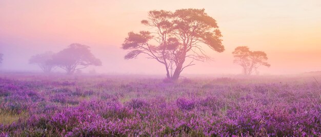 Foto parque nacional zuiderheide veluwe brezo púrpura rosado en flor calentador en flor en el veluwe