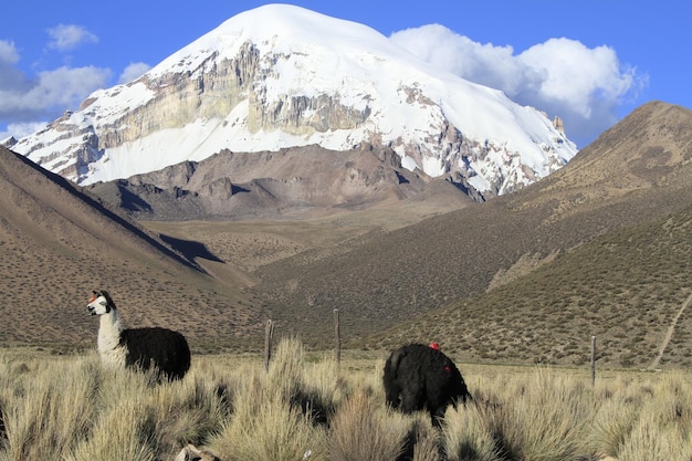 Parque National Sajama Bolivien