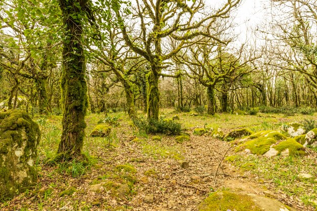 Foto parque natural de alcornocales en algeciras cádiz