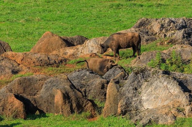 Parque Natural Buffaloes Cabarceno Espanha