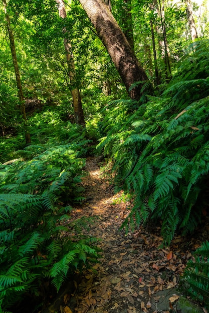 Parque natural Cubo de la Galga en la costa noreste de la isla de La Palma